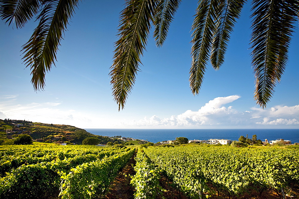 grape, Malfa, Salina Island, Aeolian islands, Sicily, Italy