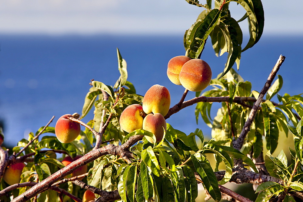 Peach-tree, Malfa, Salina Island, Aeolian islands, Sicily, Italy