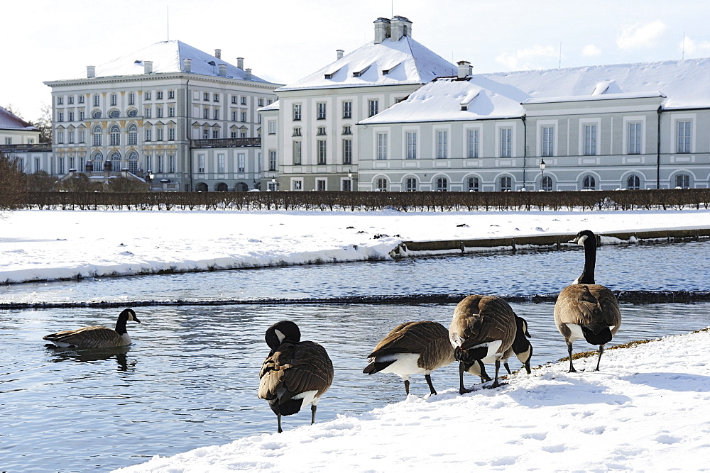 Canada geese in front of a canal, Nymphenburg castle in the background, Nymphenburg castle, Munich, Upper Bavaria, Bavaria, Germany