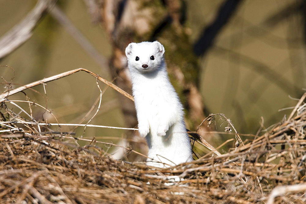 Stoat with a white winter coat standing upright, Mustela erminea, Germany