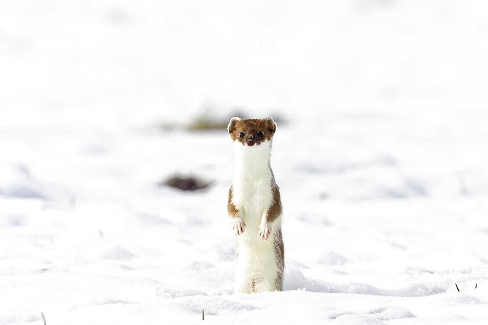 Stoat standing upright, Fur change to Winter coat, Mustela erminea, Germany