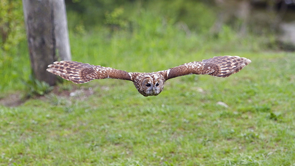 Tawny Owl in flight, Strix aluco, Bavaria, Germany