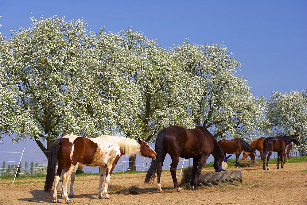 Horses at Dianas Ranch near Staufen castle, Blossom, Spring, Markgraflerland, Black Forest, Baden-Wuerttemberg, Germany, Europe