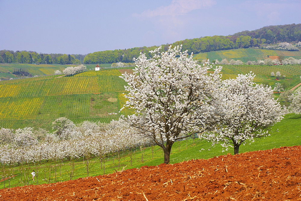 Cherry-blossom at Feldberg-Niedereggenen, Spring, Markgraeflerland, Black Forest, Baden-Wuerttemberg, Germany, Europe