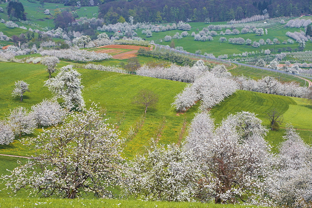 Cherry-blossom at Feldberg-Schalsingen, Spring, Markgraflerland, Black Forest, Baden-Wuerttemberg, Germany, Europe