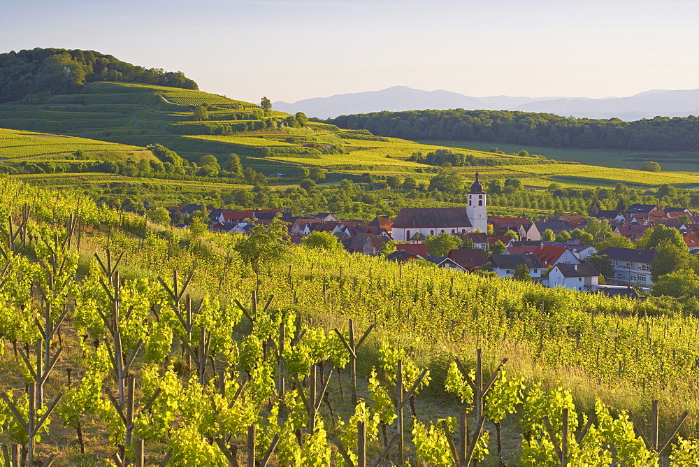 View over vineyards at Jechtingen, Sasbach am Kaiserstuhl, Baden-Wuerttemberg, Germany, Europe