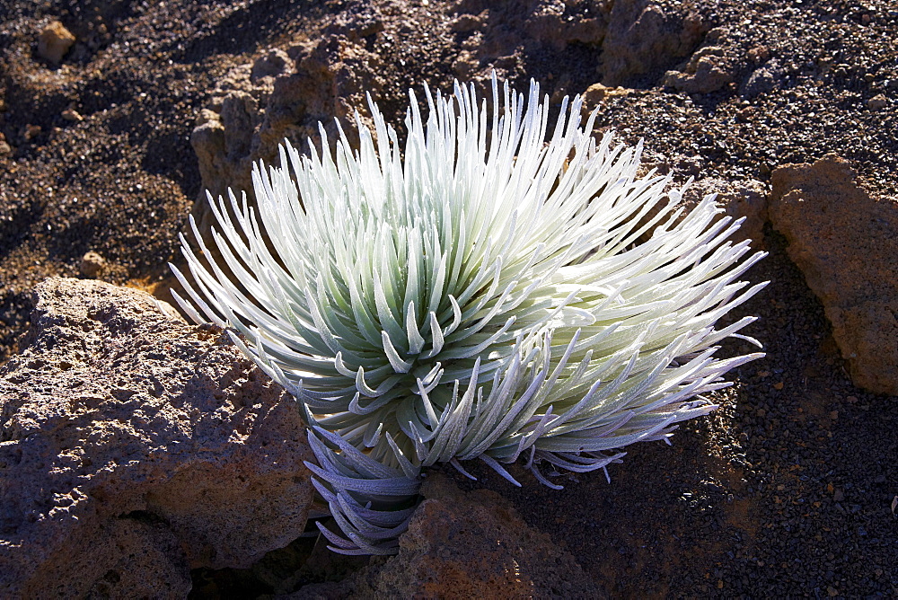 Haleakala Silversword on the Haleakala volcano in the morning, Maui, Hawaii, USA, America