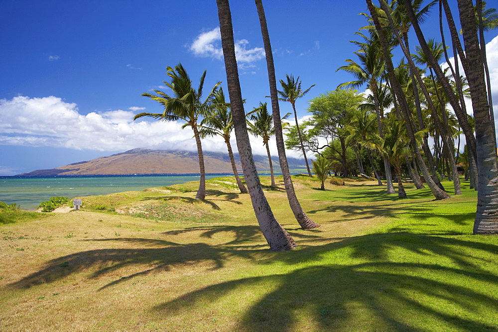 Palm trees at Mai Poina'Oe La'u State Park, Pu'u Kukui, North Kihei, Maui, Hawaii, USA, America