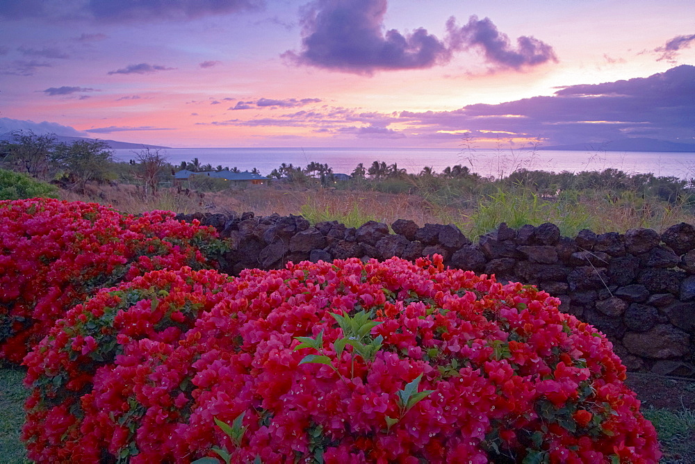 Bougainvillea hedge under clouded sky in the evening, Maui, Hawaii, USA, America