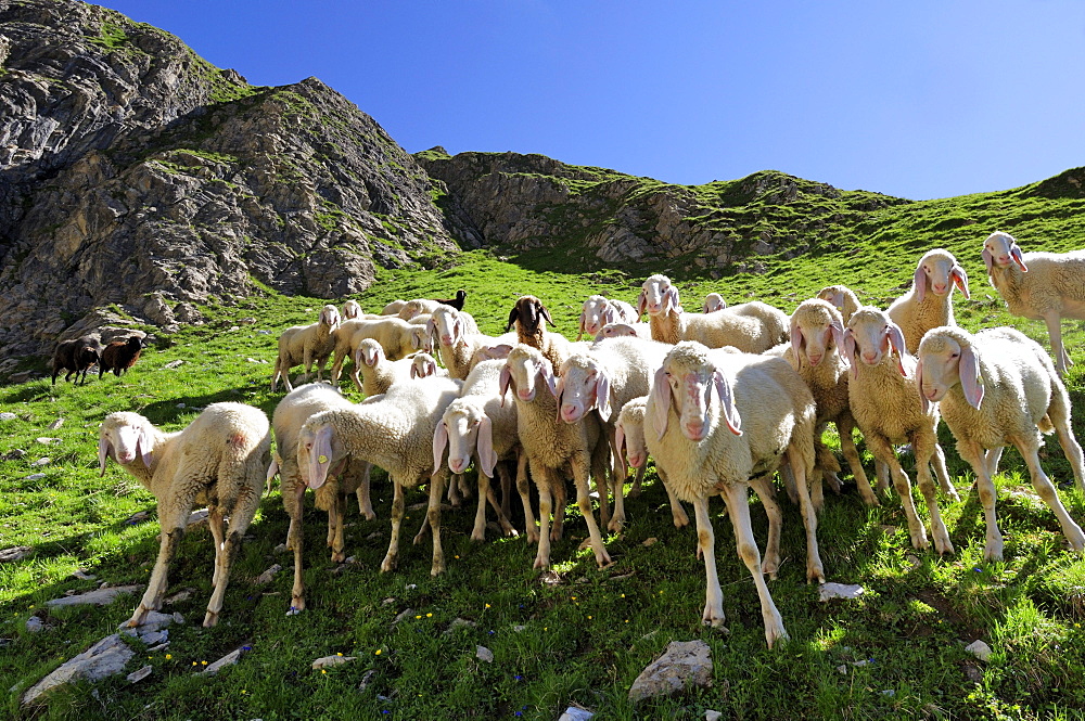 Flock of sheep standing on a mountain meadow, Parseierspitze, Lechtal mountain range, Tyrol, Austria