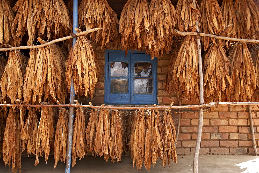 Drying tabacco in front of a building, Malawi, Africa