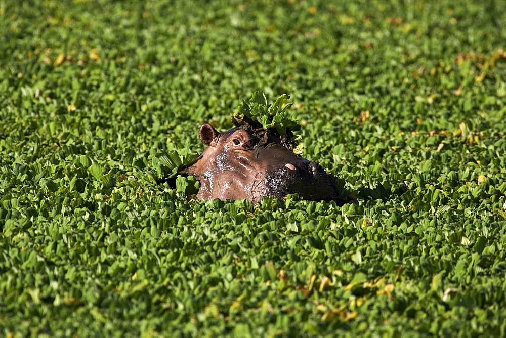 Hippo looking out of overgrown pond, Zambia, Africa