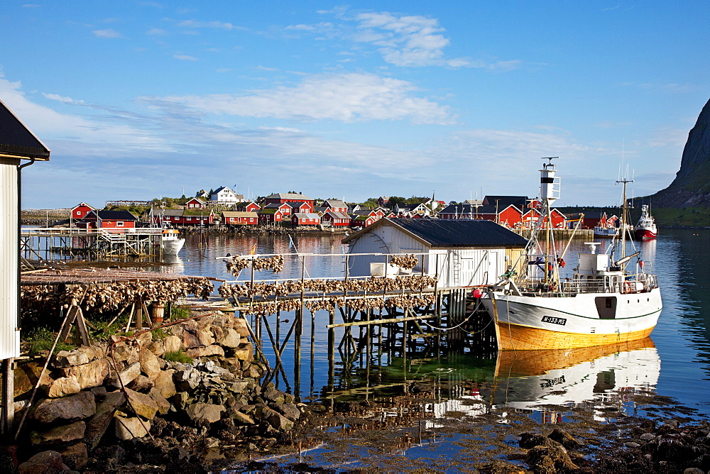 Drying fish, Reine village, Moskenesoya, Lofoten Islands, North Norway, Norway