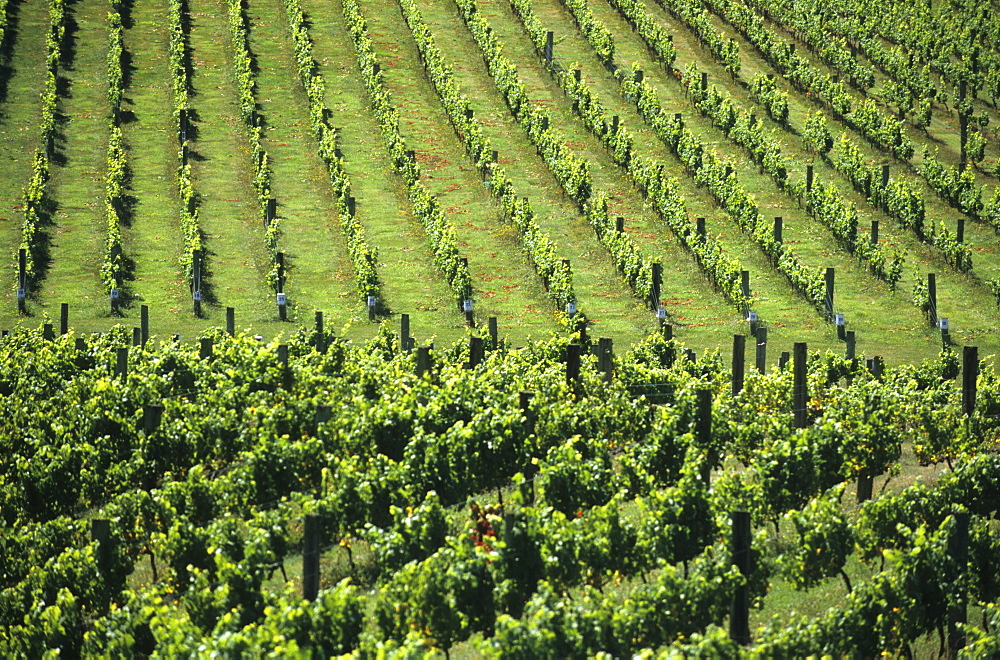 Vineyard in a wine growing district on the South Island, New Zealand