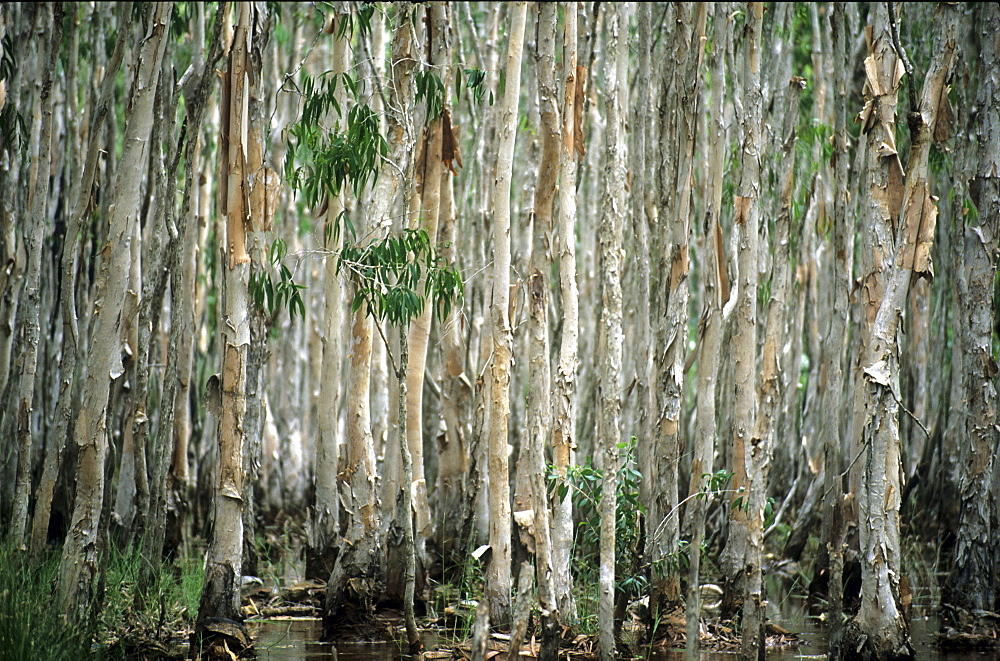 Paperbark trees lining a creek near the mining town of Weipa, Queensland, Australia