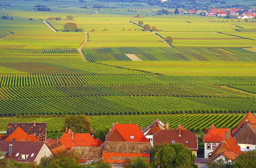 Burrweiler, Deutsche Weinstrasse, Palatinate, Rhineland-Palatinate, Germany, Europe
