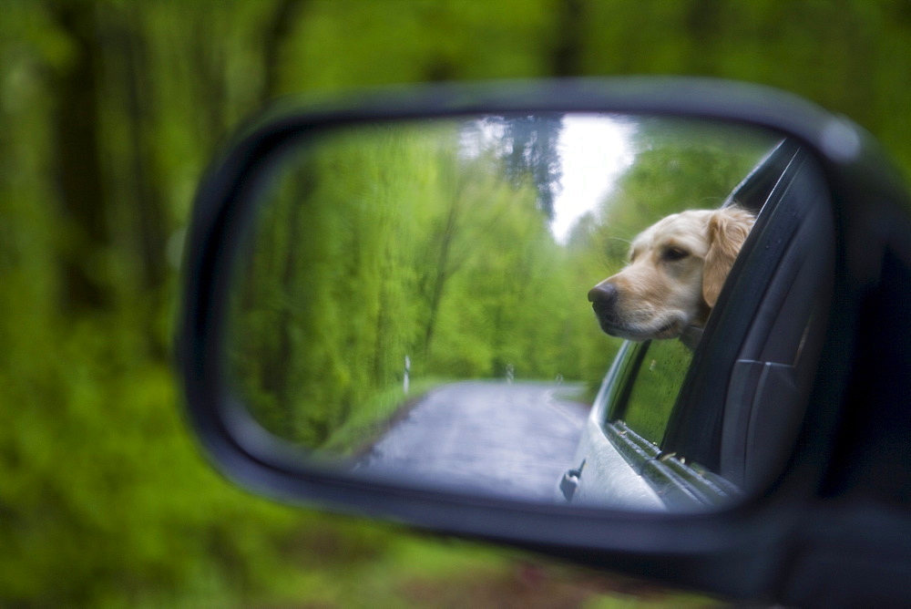 Golden Retriever dog Moana reflected in the rear-view mirror of a car, Haunetal, Rhoen, Hesse, Germany, Europe