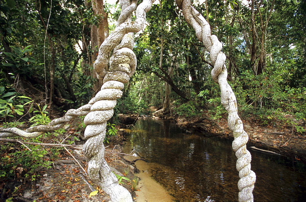 Rainforest lined creek near Mt. Tozer on the Cape York Peninsula, Queensland, Australia