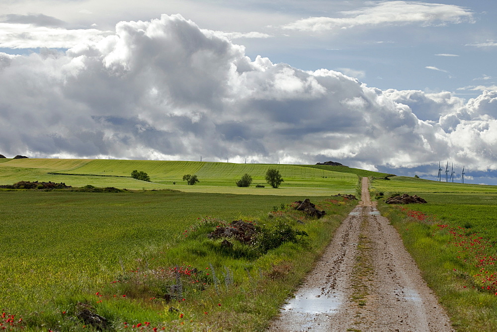 Landscape near Castellanos de Castro, near Burgos, Camino Frances, Way of St. James, Camino de Santiago, pilgrims way, UNESCO World Heritage, European Cultural Route, province of Burgos, Old Castile, Castile-Leon, Castilla y Leon, Northern Spain, Spain, Europe