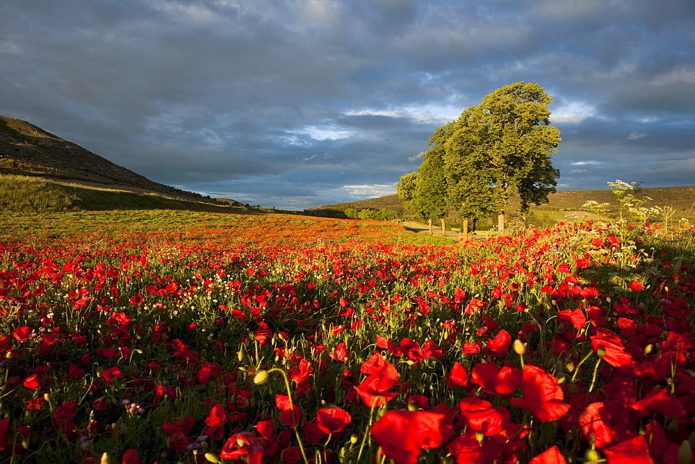 Poppy field near Castrojeriz, Camino Frances, Way of St. James, Camino de Santiago, pilgrims way, UNESCO World Heritage, European Cultural Route, province of Burgos, Old Castile, Castile-Leon, Castilla y Leon, Northern Spain, Spain, Europe