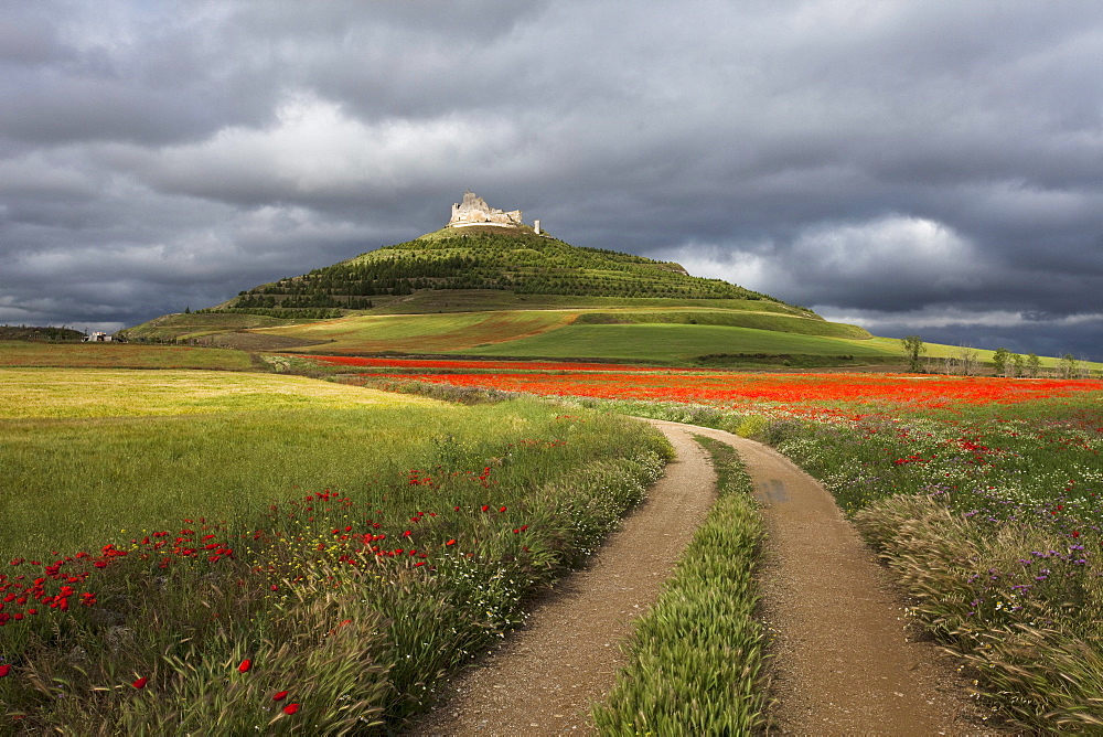 Castle ruins Castrum Sigerici from the 8th century, Castrojeriz, Camino Frances, Way of St. James, Camino de Santiago, pilgrims way, UNESCO World Heritage, European Cultural Route, province of Burgos, Old Castile, Castile-Leon, Castilla y Leon, Northern Spain, Spain, Europe