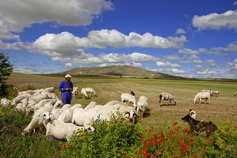 Shepherd with flock of sheep near Castrojeriz, Camino Frances, Way of St. James, Camino de Santiago, pilgrims way, UNESCO World Heritage, European Cultural Route, province of Burgos, Old Castile, Castile-Leon, Castilla y Leon, Northern Spain, Spain, Europe