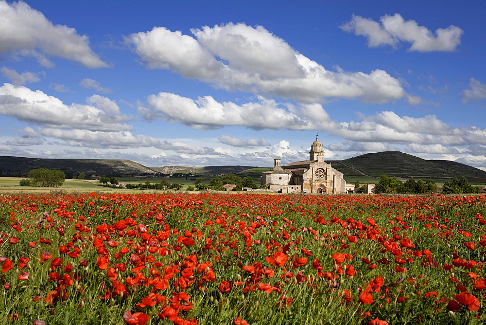 Poppy field with poppies, Santa Maria del Manzano church in the background, Castrojeriz, Camino Frances, Way of St. James, Camino de Santiago, pilgrims way, UNESCO World Heritage, European Cultural Route, province of Burgos, Old Castile, Castile-Leon, Castilla y Leon, Northern Spain, Spain, Europe