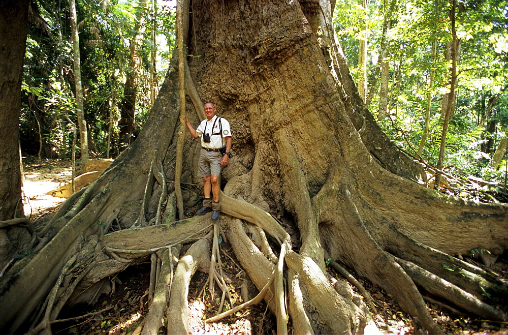 Man standing in front of a huge tree, Rainforest in the Iron Range National Park, Queensland, Australia