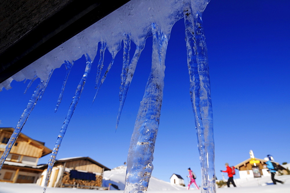 People snowshoeing, icicles at Eggenalm, Reit im Winkl, Chiemgau, Upper Bavaria, Bavaria, Germany, Europe