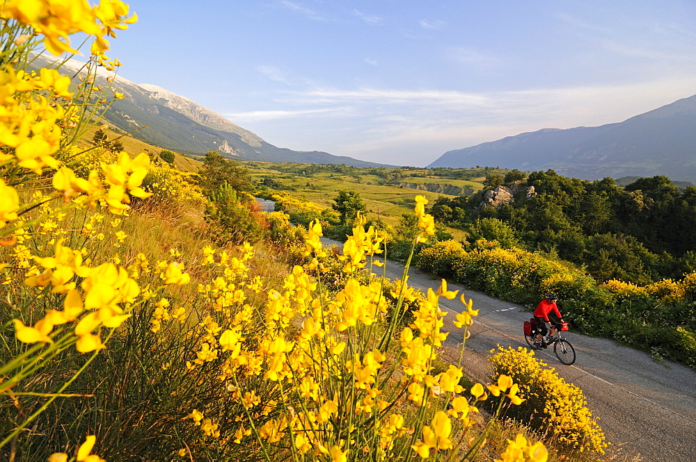 Cyclist between yellow flowers and Monte Amaro, Caramanico Terme, San Eufemia a Maiella, Maiella National Park, Abruzzi, Italy, Europe