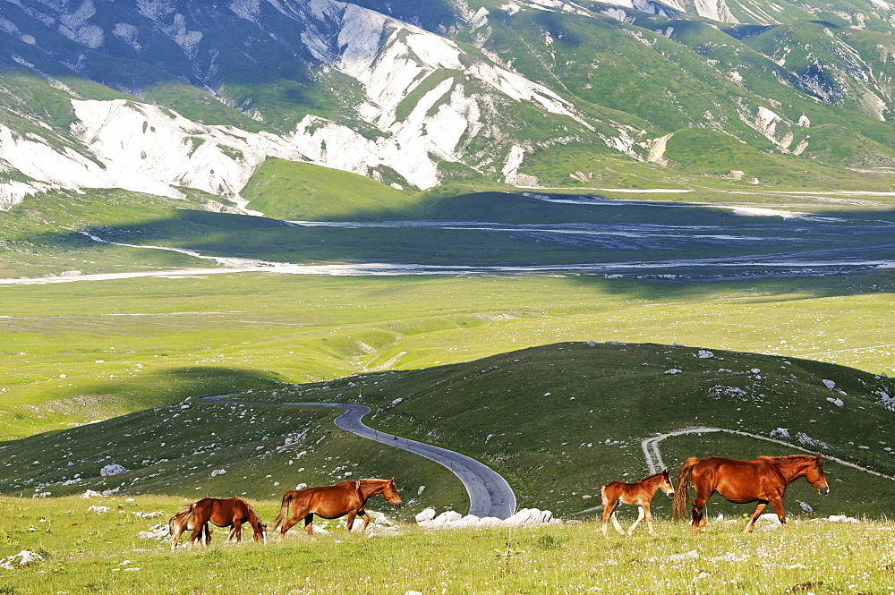 Savaged horses grazing in the mountains, Transhumanz, Campo Imperatore, Gran Sasso National Park, Abruzzi, Italy, Europe