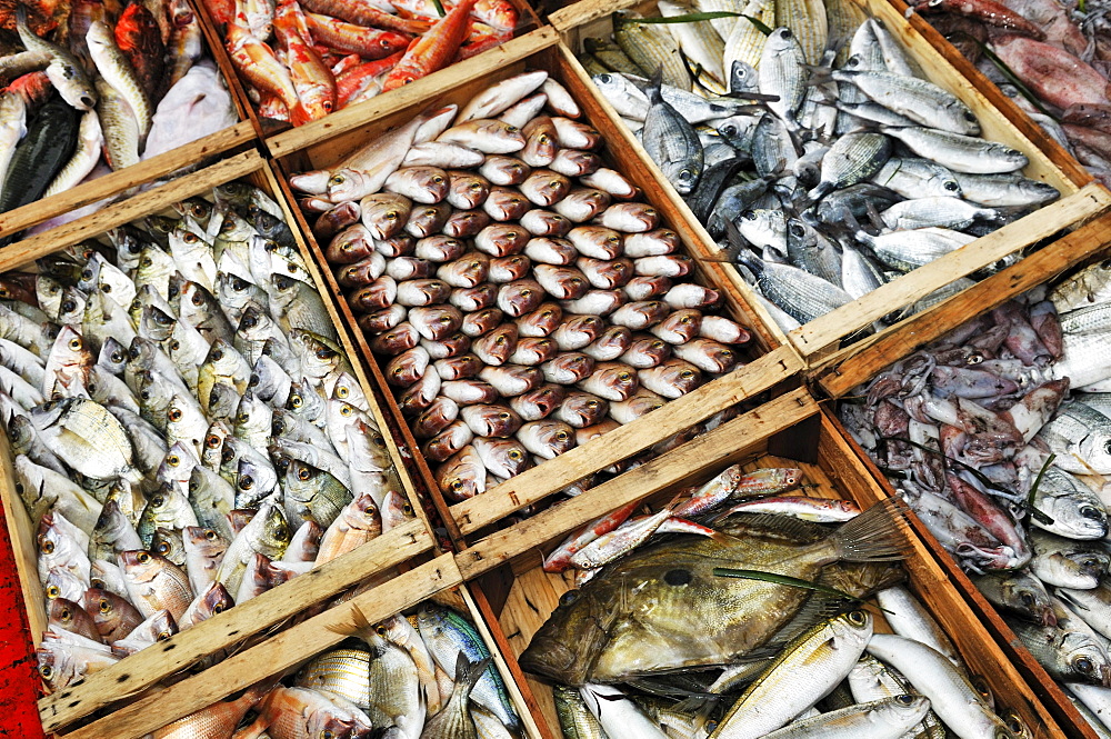 Fish in boxes, Ouranopoli, Chalkidiki, Greece