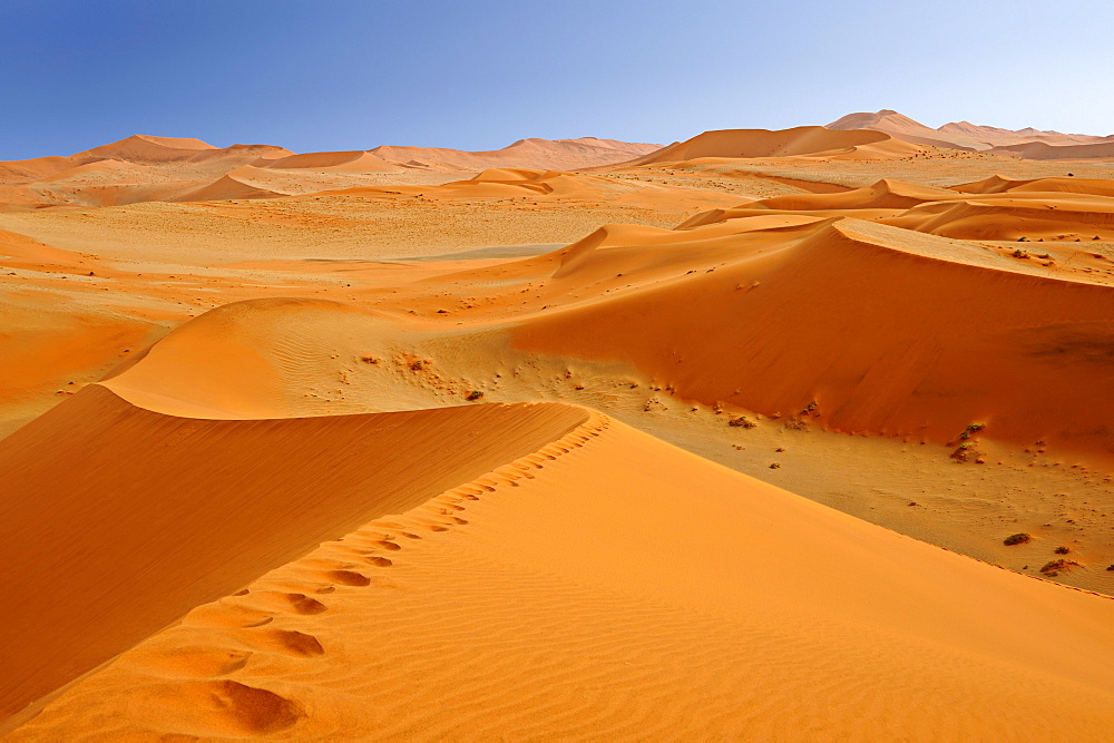 Foot prints on red sand dune in Sossusvlei, Sossusvlei, Namib Naukluft National Park, Namib desert, Namib, Namibia