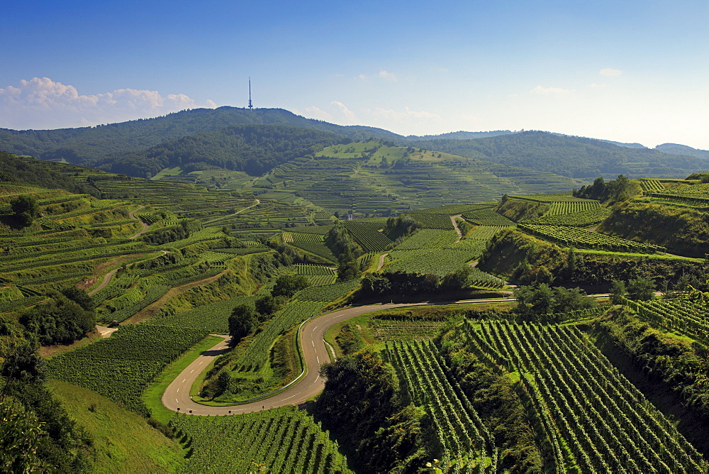 View to the vineyard terraces near Oberbergen, Kaiserstuhl, Breisgau, Black Forest, Baden-Wuerttemberg, Germany