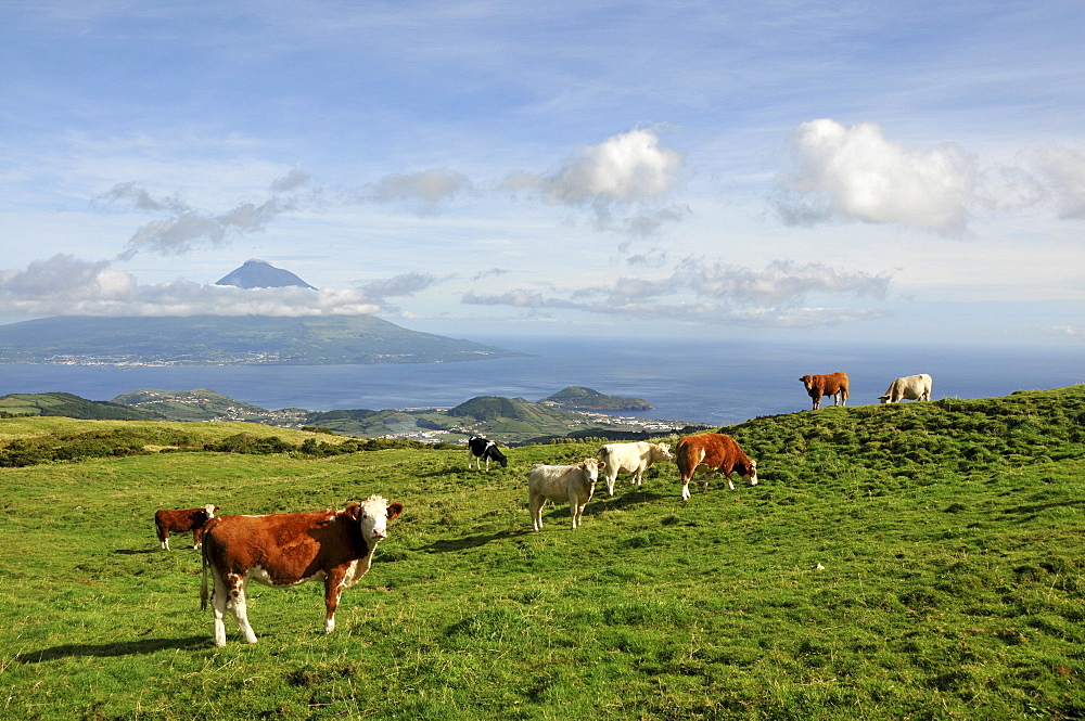 Cows out at feed and view at neighbouring island of Pico, Island of Faial, Azores, Portugal, Europe