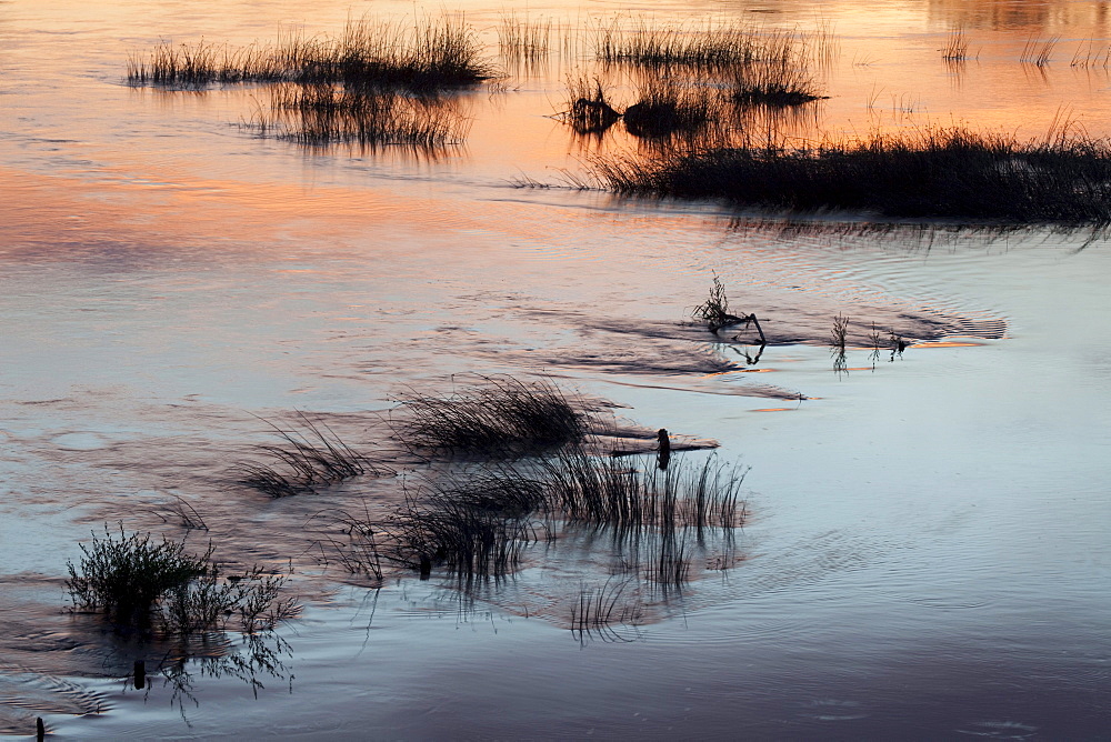 Grasses in the river at sunset, Chalon-sur-Saone, Saone-et -Loire, Bourgogne, France, Europe