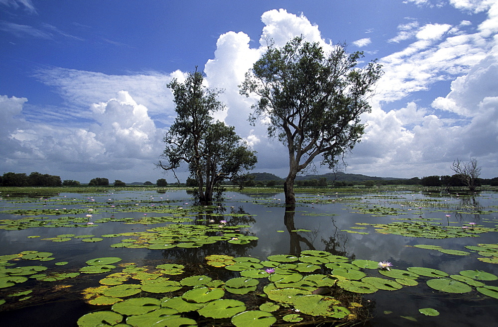 Water lillies on Cooper Creek, Arnhem Land, Australia