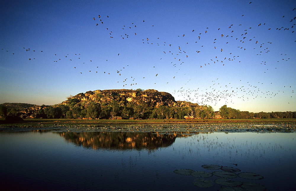 Flocks of Whistling Ducks on the Cooper Creek Billabong, Australia