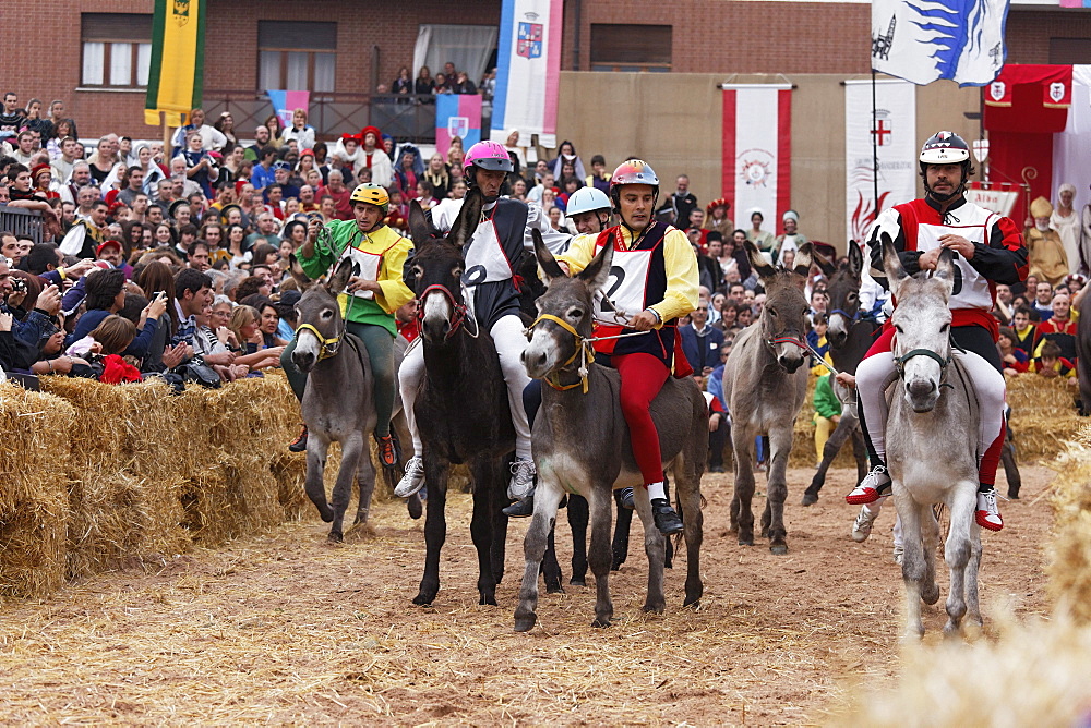 Donkey race, Palio, Alba, Langhe, Piedmont, Italy