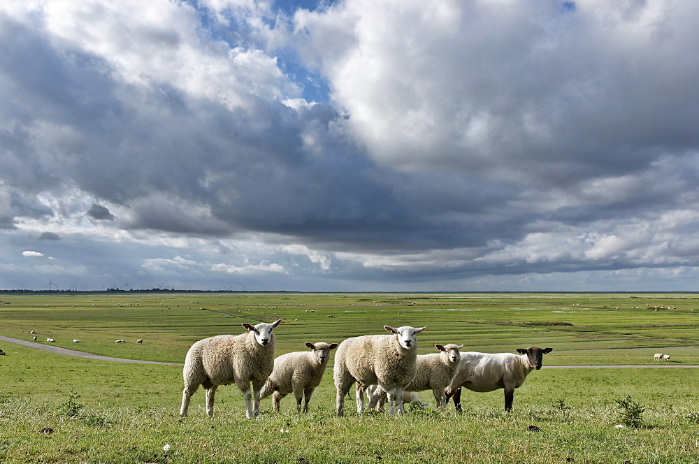 Sheep grazing near the Schleswig-Holstein Wadden Sea National Park, Mudflats, Friedrichskoog, Dithmarschen, Schleswig-Holstein, Germany