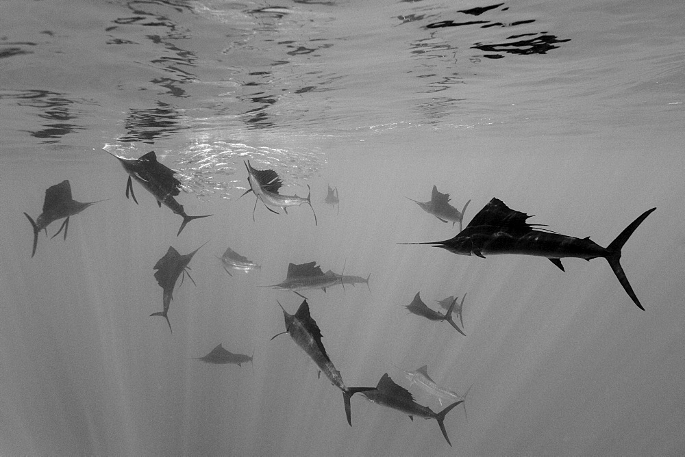 Atlantic Sailfish hunting Sardines, Istiophorus albicans, Isla Mujeres, Yucatan Peninsula, Caribbean Sea, Mexico