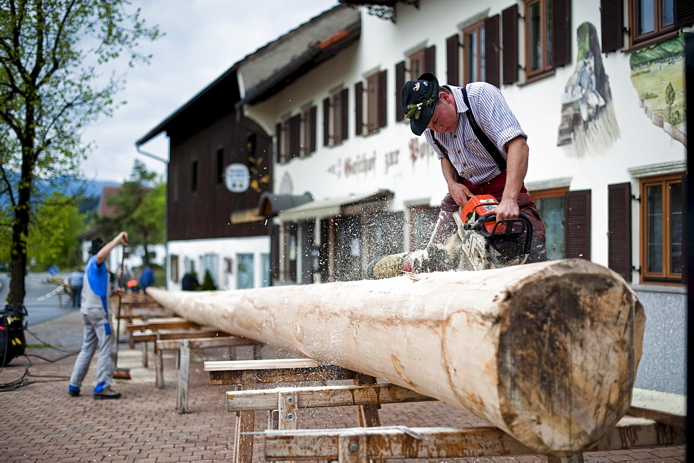 Men sawing a tree, Erection of Maypole, Sindelsdorf, Weilheim-Schongau, Bavarian Oberland, Upper Bavaria, Bavaria, Germany