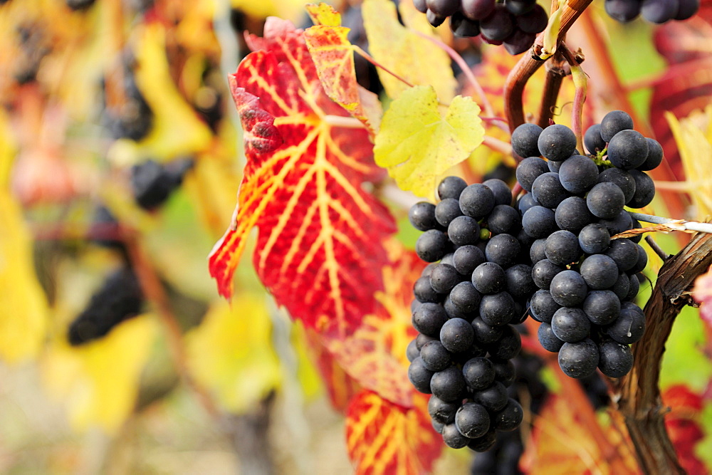 Red grapes at vine in autumn colours, lake Geneva, Lavaux Vineyard Terraces, UNESCO World Heritage Site Lavaux Vineyard Terraces, Vaud, Switzerland, Europe