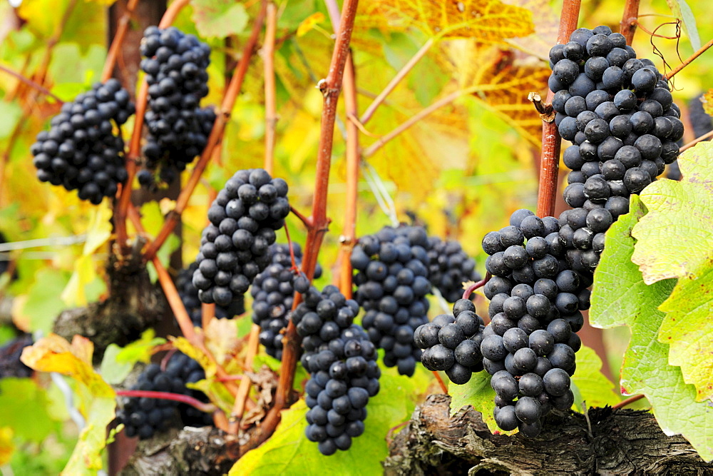 Red grapes at vine in autumn colours, lake Geneva, Lavaux Vineyard Terraces, UNESCO World Heritage Site Lavaux Vineyard Terraces, Vaud, Switzerland, Europe