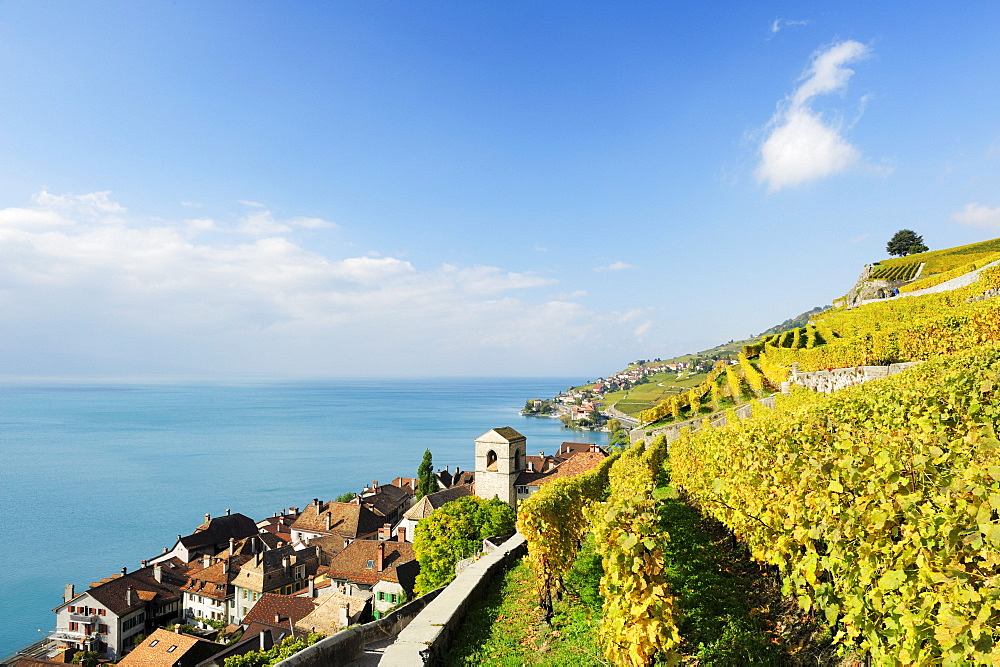 Vineyard with St. Saphorin and lake Geneva, lake Geneva, Lavaux Vineyard Terraces, UNESCO World Heritage Site Lavaux Vineyard Terraces, Vaud, Switzerland, Europe