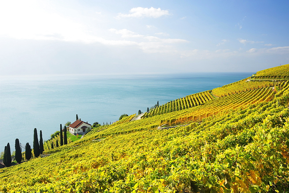 Villa in vineyard with lake Geneva, lake Geneva, Lavaux Vineyard Terraces, UNESCO World Heritage Site Lavaux Vineyard Terraces, Vaud, Switzerland, Europe