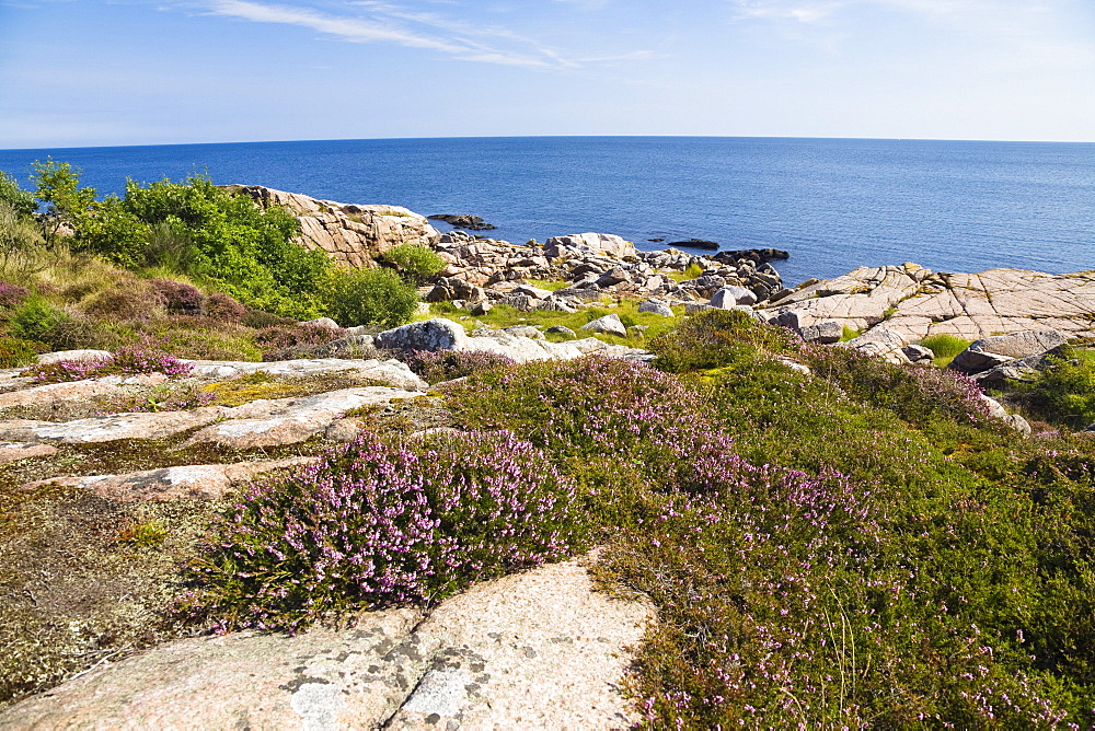 Blooming heather in coastal landscape at Hammer Odde, Hammeren, northern tip of Bornholm, Denmark, Europe