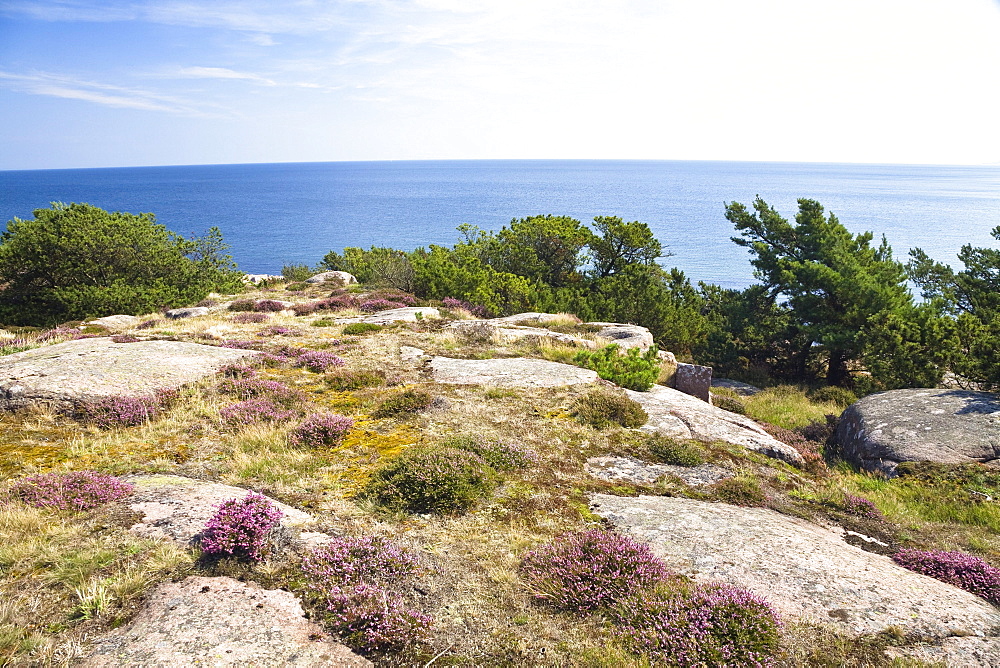 Blooming heather in coastal landscape at Hammer Odde, Hammeren, northern tip of Bornholm, Denmark, Europe