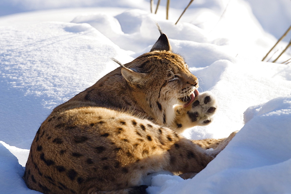 European lynx in the snow, Bavarian Forest National Park, Bavaria, Germany, Europe