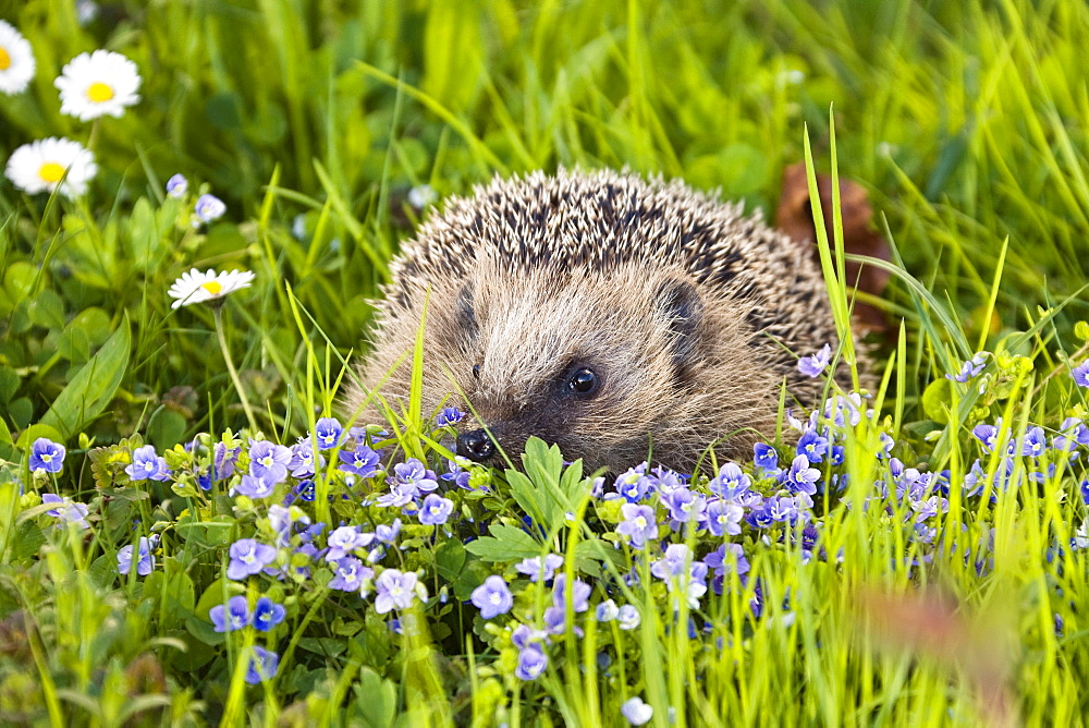 European hedgehog in a meadow in spring, Erinaceus europaeus, Bavaria, Germany, Europe